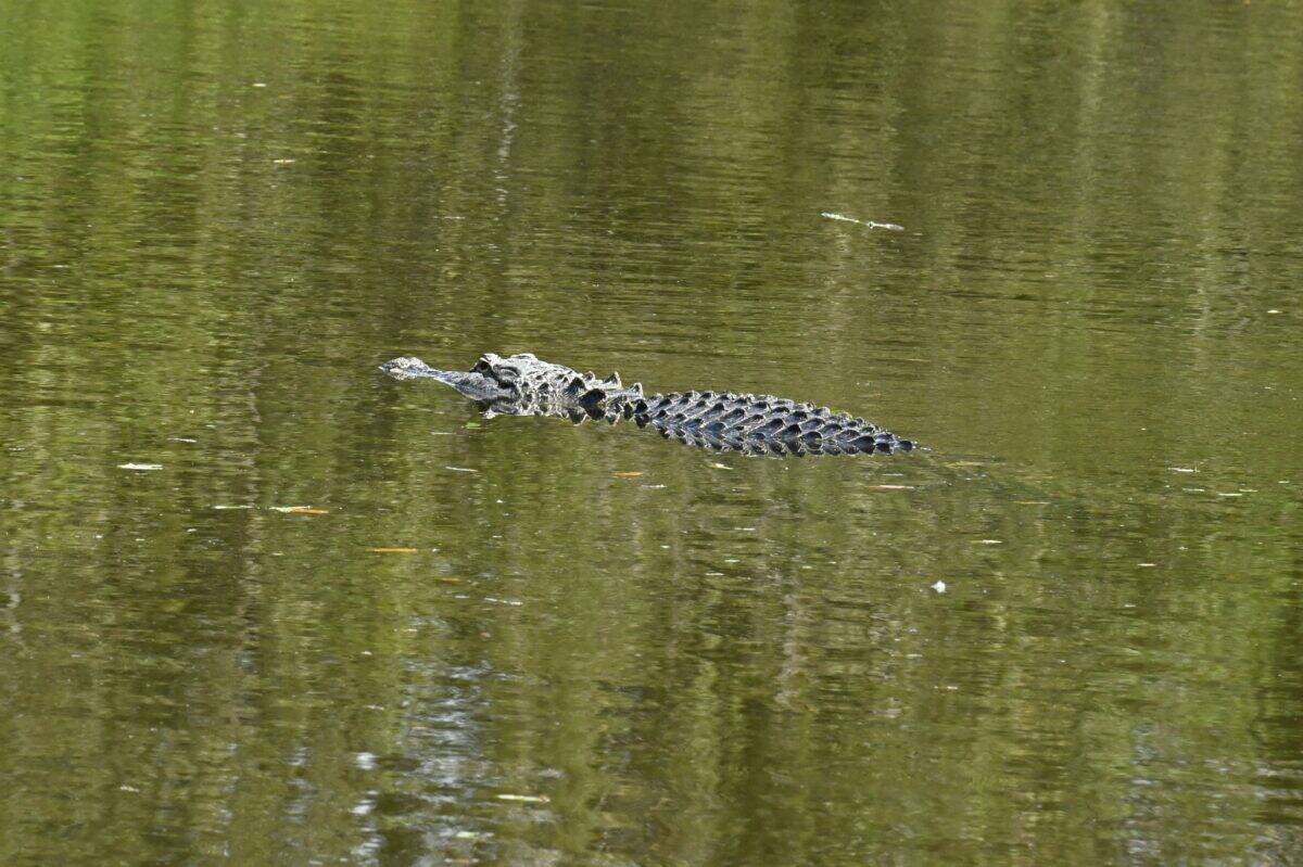 A big alligator swims in a swamp.