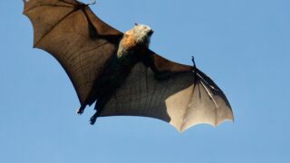 A full-grown bat flying in the open sky.