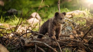 A bear cub wandering on the woods.