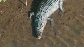 An aerial photo of a huge alligator.