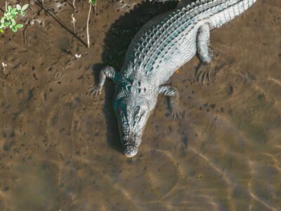 Tailless Alligator Stuns Louisiana Driver on Highway