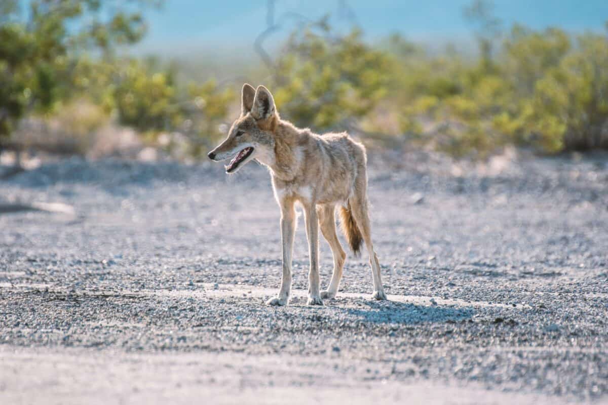 A coyote looking for its prey.