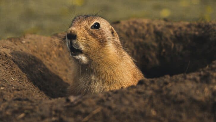 The Smartest Animals With Astonishing Language Skills