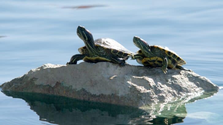 10 Incredible Turtle Species You Should Know About