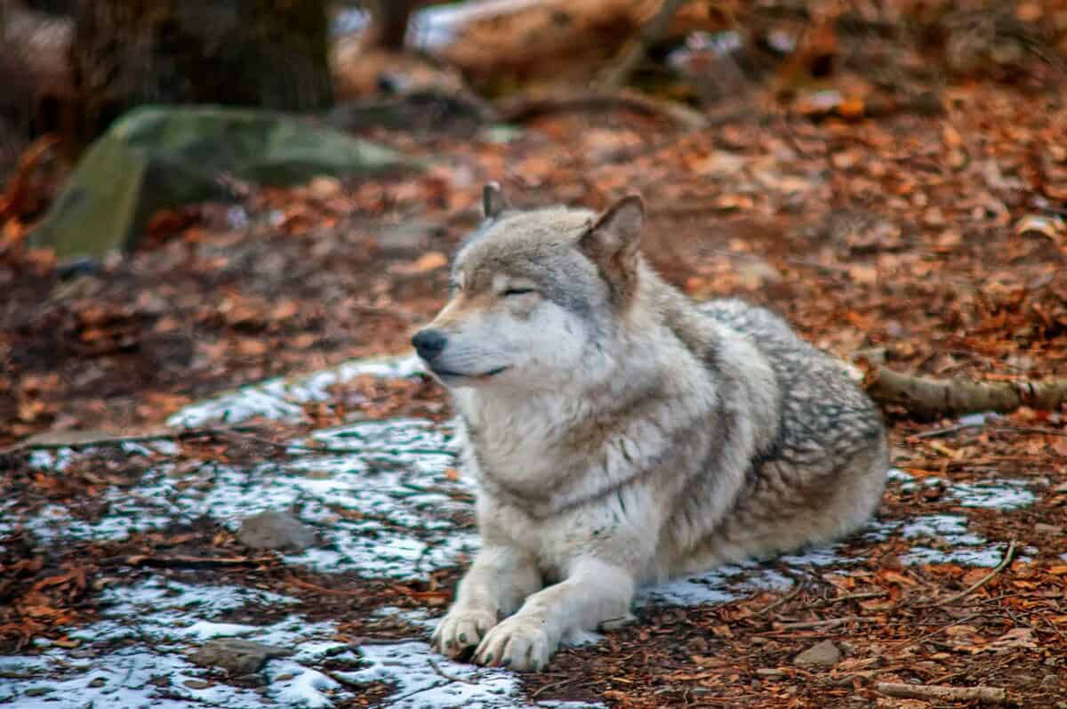 gray and brown wolf