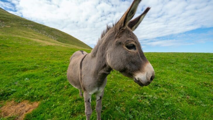 Surprising Facts About Donkeys You Probably Didn’t Know