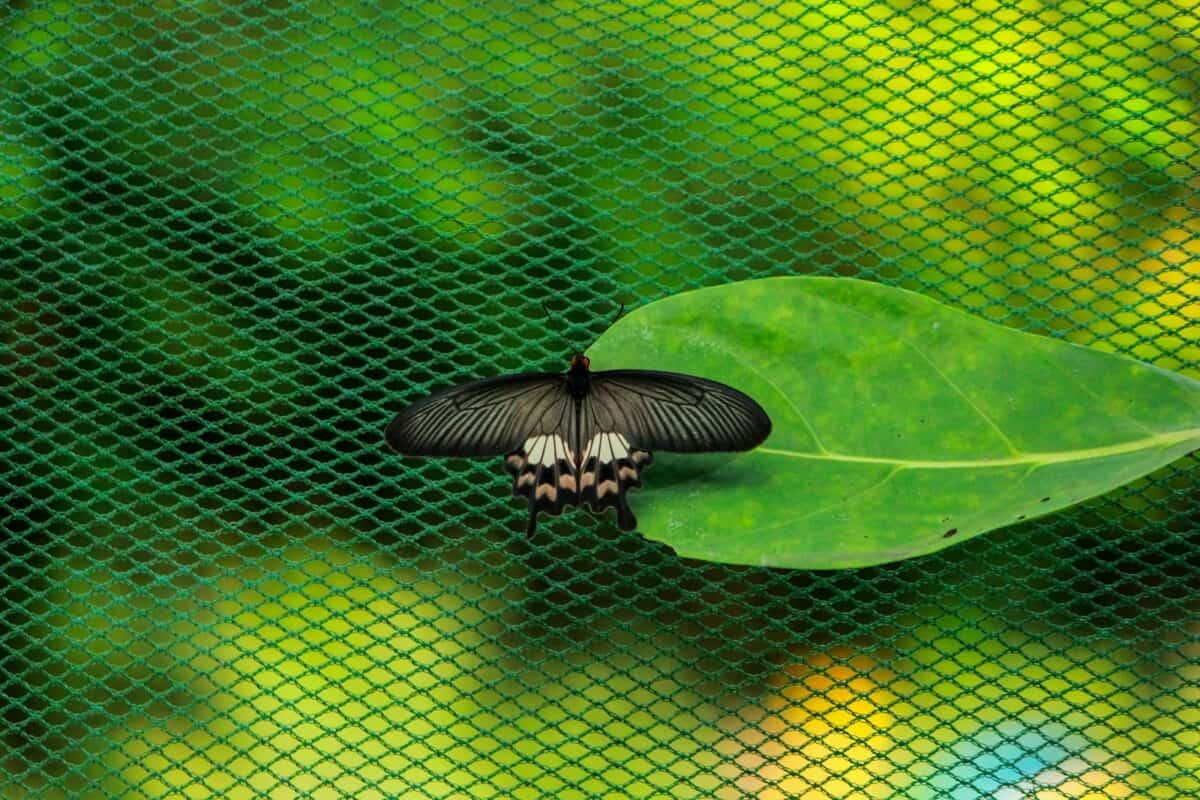 a black and white butterfly resting on a green leaf