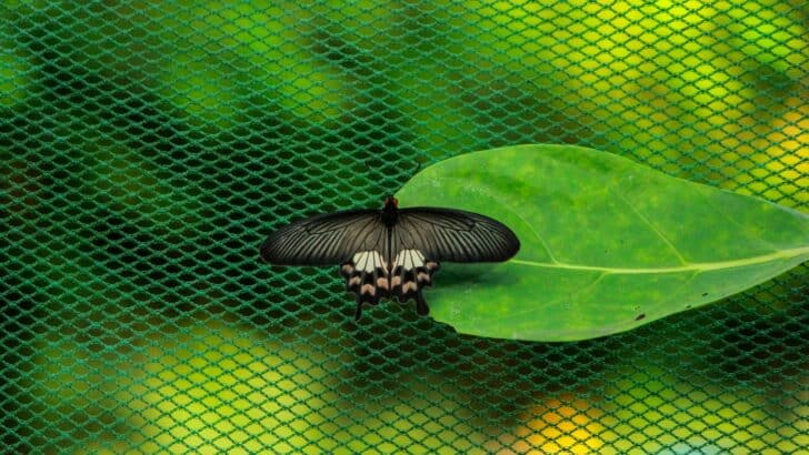 Why You Shouldn&rsquo;t Chase Butterflies With Nets