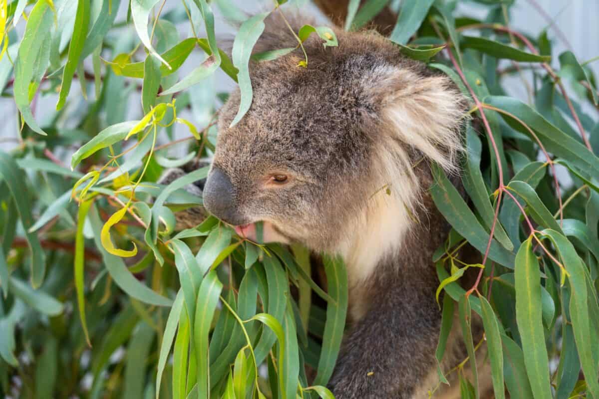 a koala eating leaves from a tree