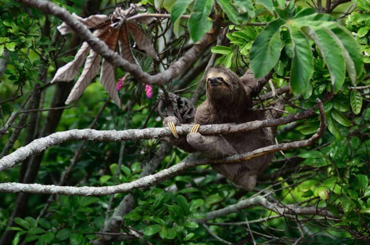 brown sloth climbs tree