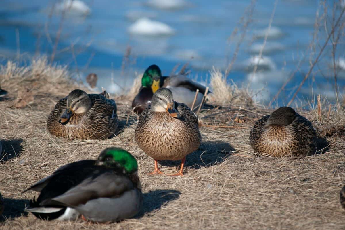 a flock of ducks standing on top of a dry grass field