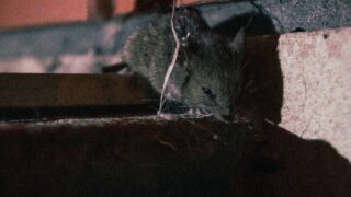A rat lurking on the ledge of the building.