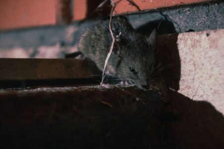 Rat Population Surges in NYC, Raising Health Concerns