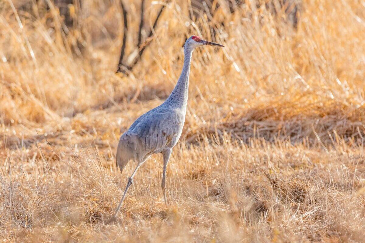 A crane walking on dried grass.