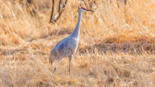 A crane walking on dried grass.