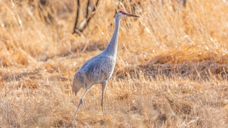 Crowned Crane Escapes Zoo in Washington