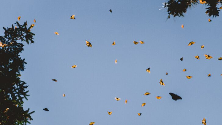 How Butterflies Navigate Across Continents Without Getting Lost