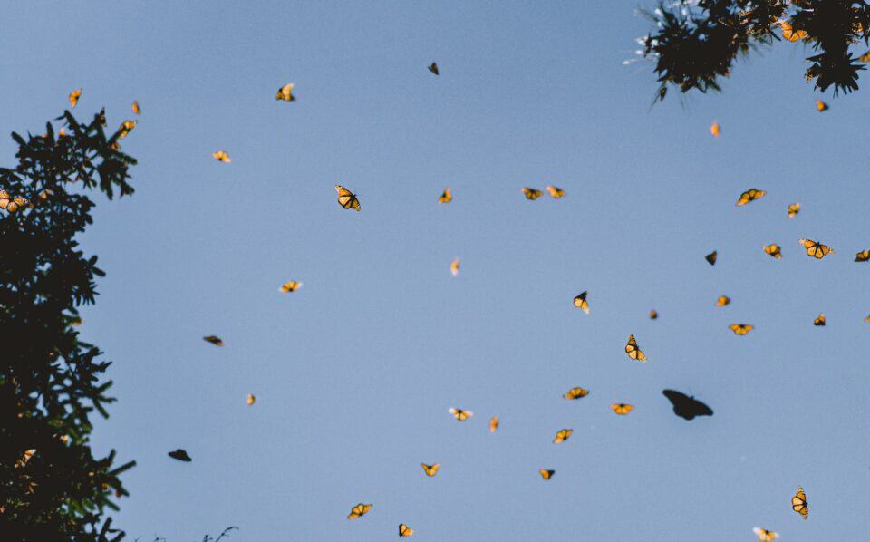 How Butterflies Navigate Across Continents Without Getting Lost 