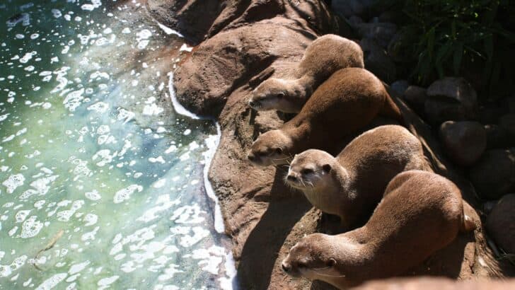 What Otters Can Teach Us About the Evolution of Empathy