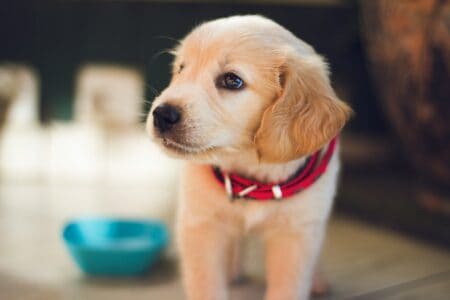Could Your Pet Be Suffering from Depression?