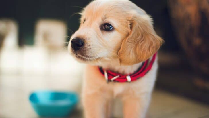 Could Your Pet Be Suffering from Depression?