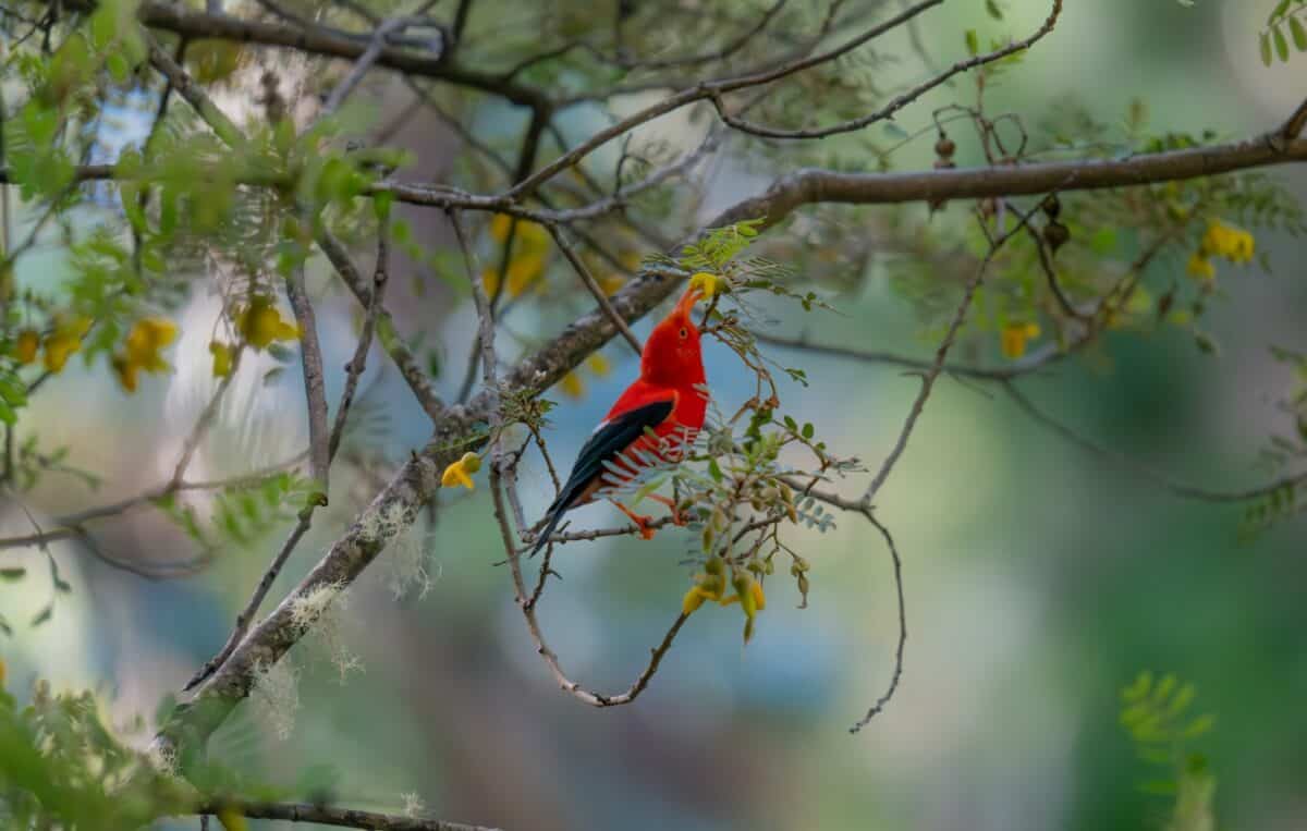 A red and black bird sitting on top of a tree branch