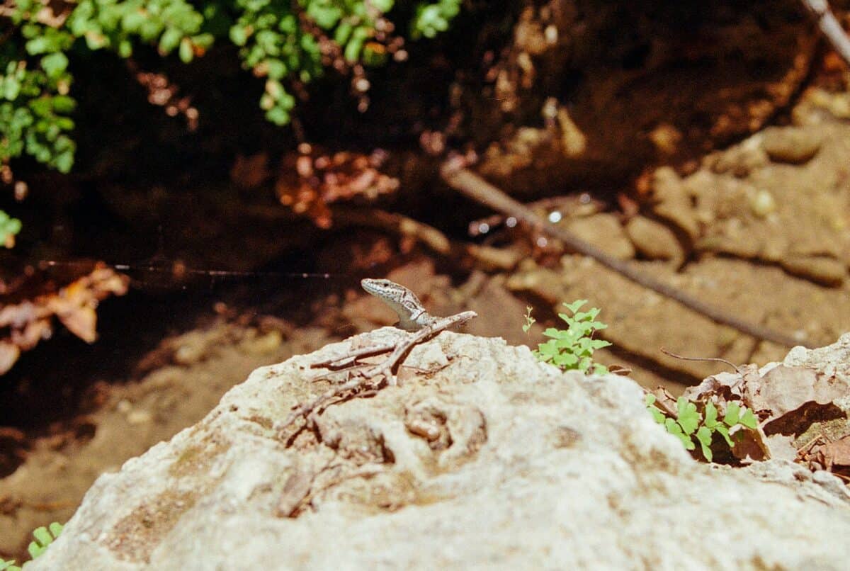 A small lizard sitting on top of a rock