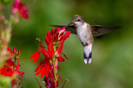 Hummingbirds Remember Every Flower