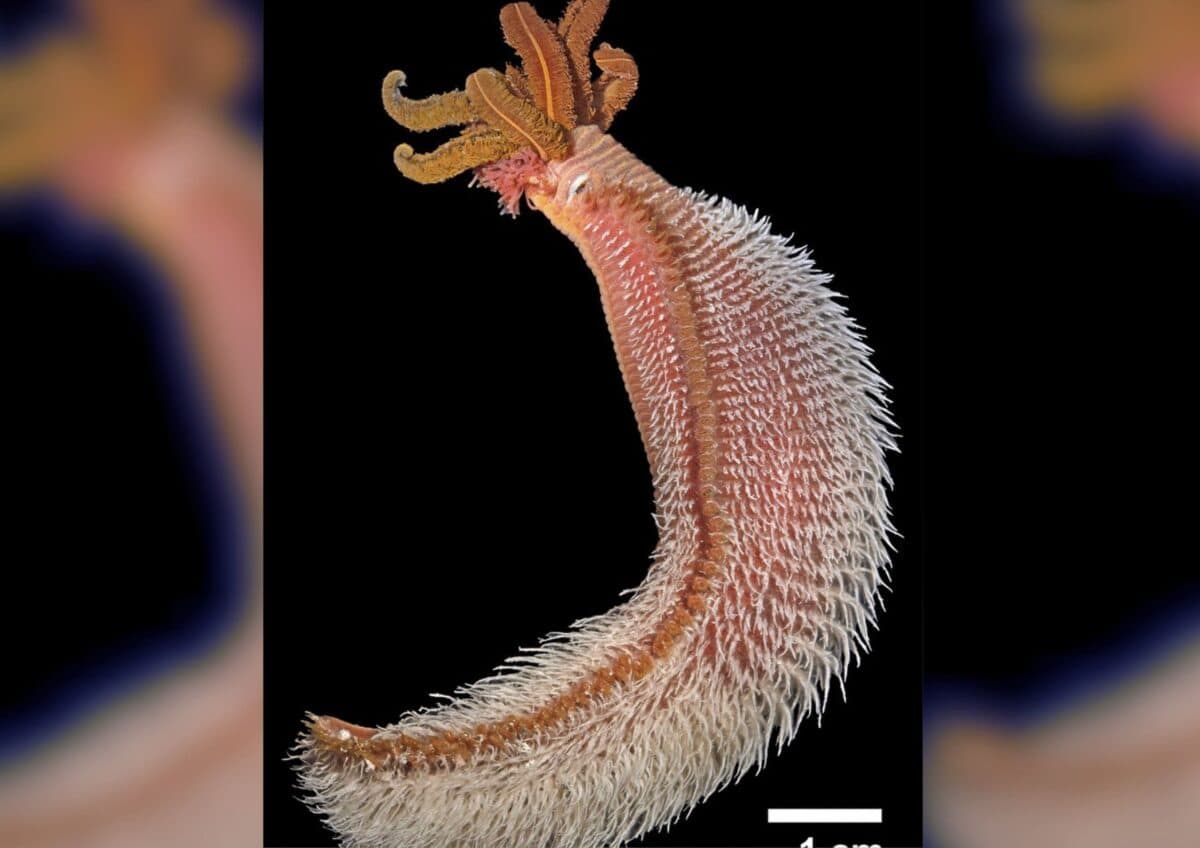 Pompeii worm.