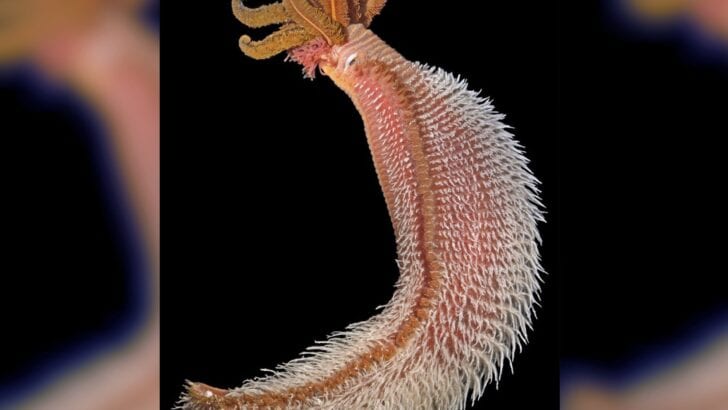 This Worm Can Live in Boiling Acid