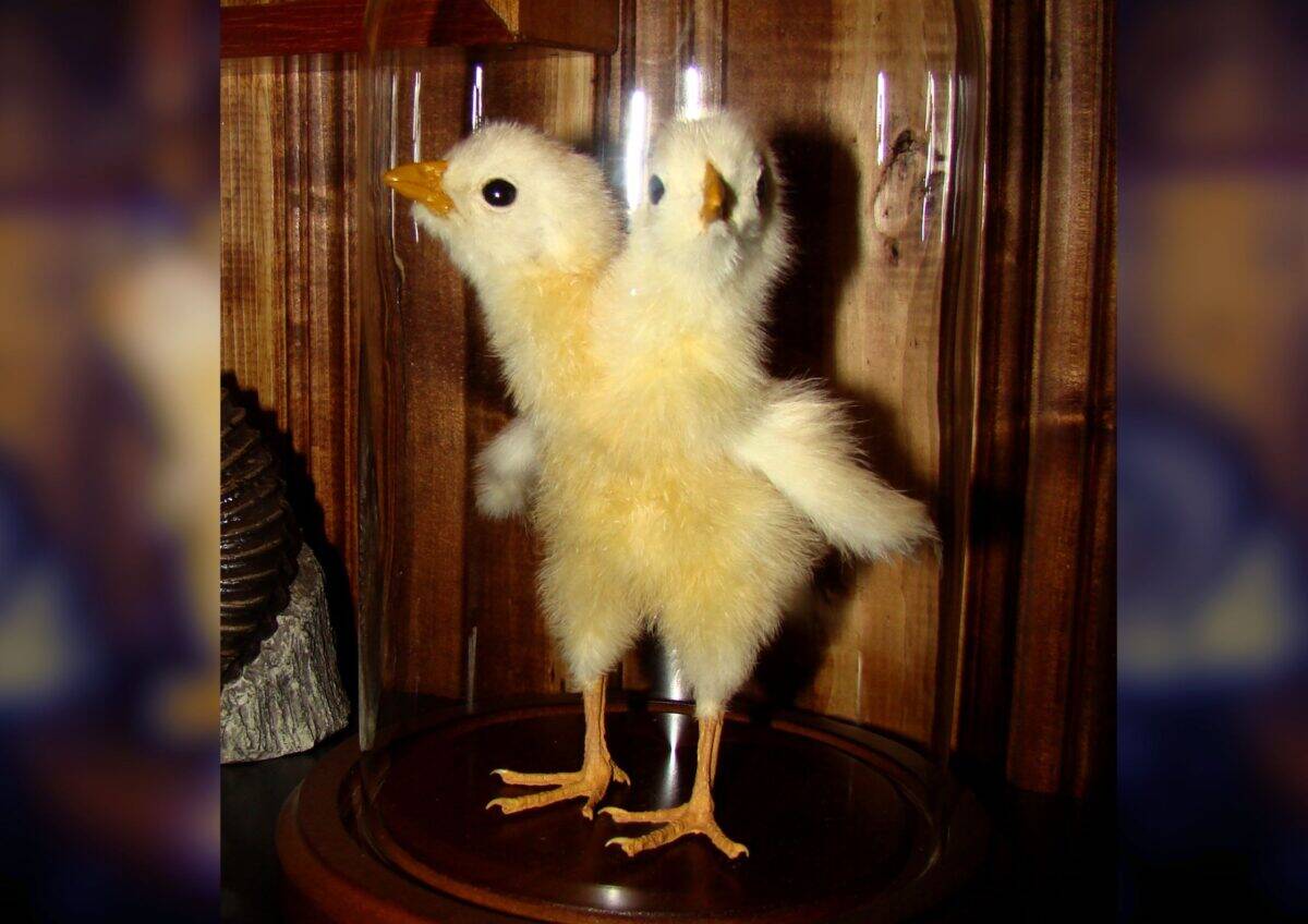 Two headed chick