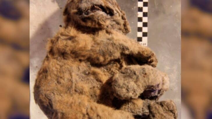 Ice Age Cave Lion Found With Whiskers Intact