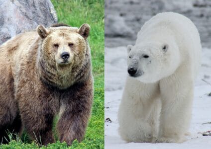 What Would Happen If a Polar Bear Meets a Grizzly?