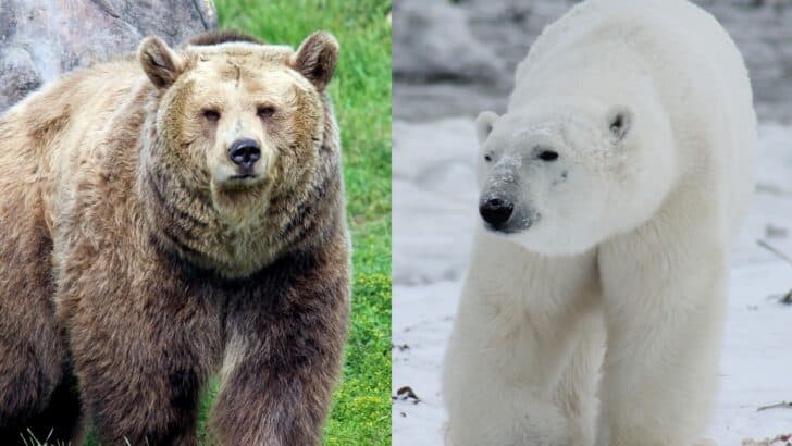 What Would Happen If a Polar Bear Meets a Grizzly?