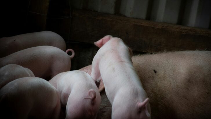 USDA Hog Control Program Faces Cuts Amid Invasion Threat
