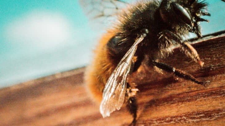 The World’s Rarest and Most Unique Bees