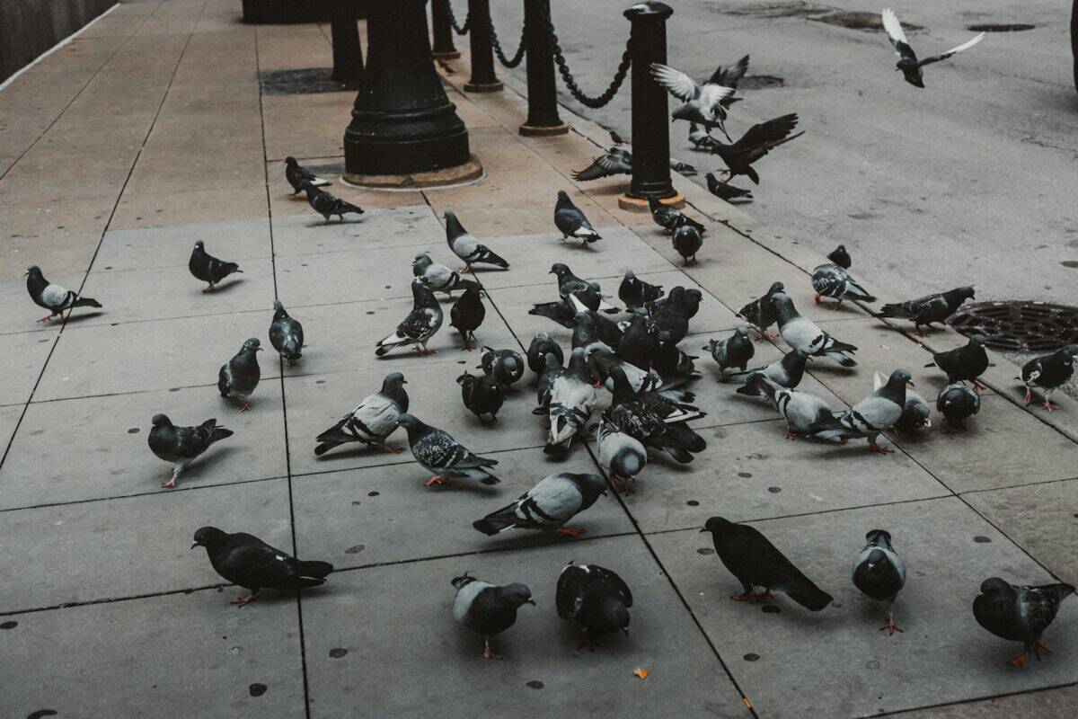 A flock of pigeons gathers on the sidewalk.