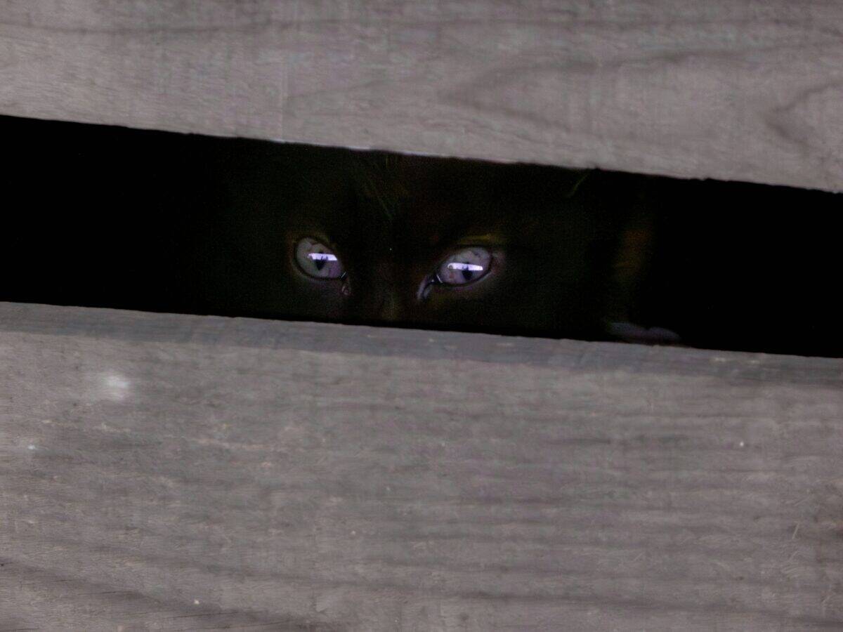 A cat peeking through a small gap.