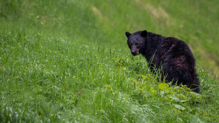 The Comeback Stories of Wolves, Bison, and Bears in the U.S.