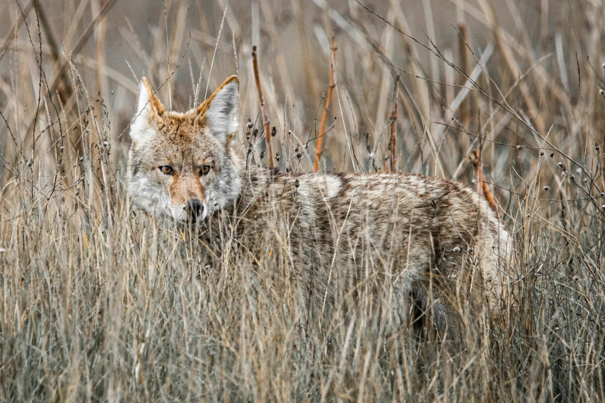 A coyote hiding in dry grass.