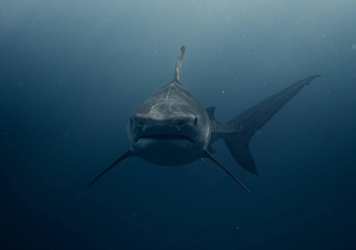 A shark with a fierce look going towards the camera.