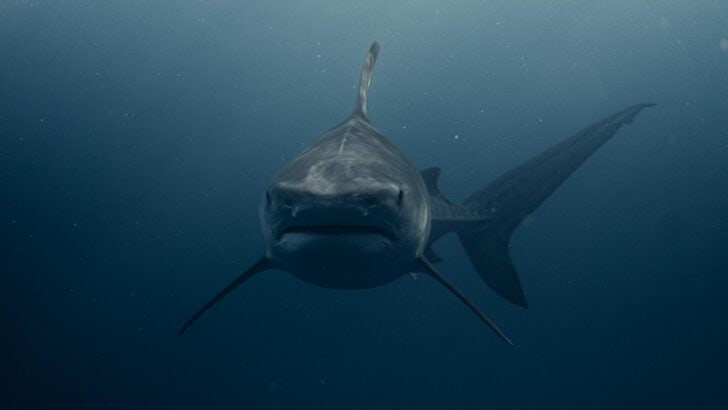 Sharks Are Growing Larger and Experts Think They Know Why