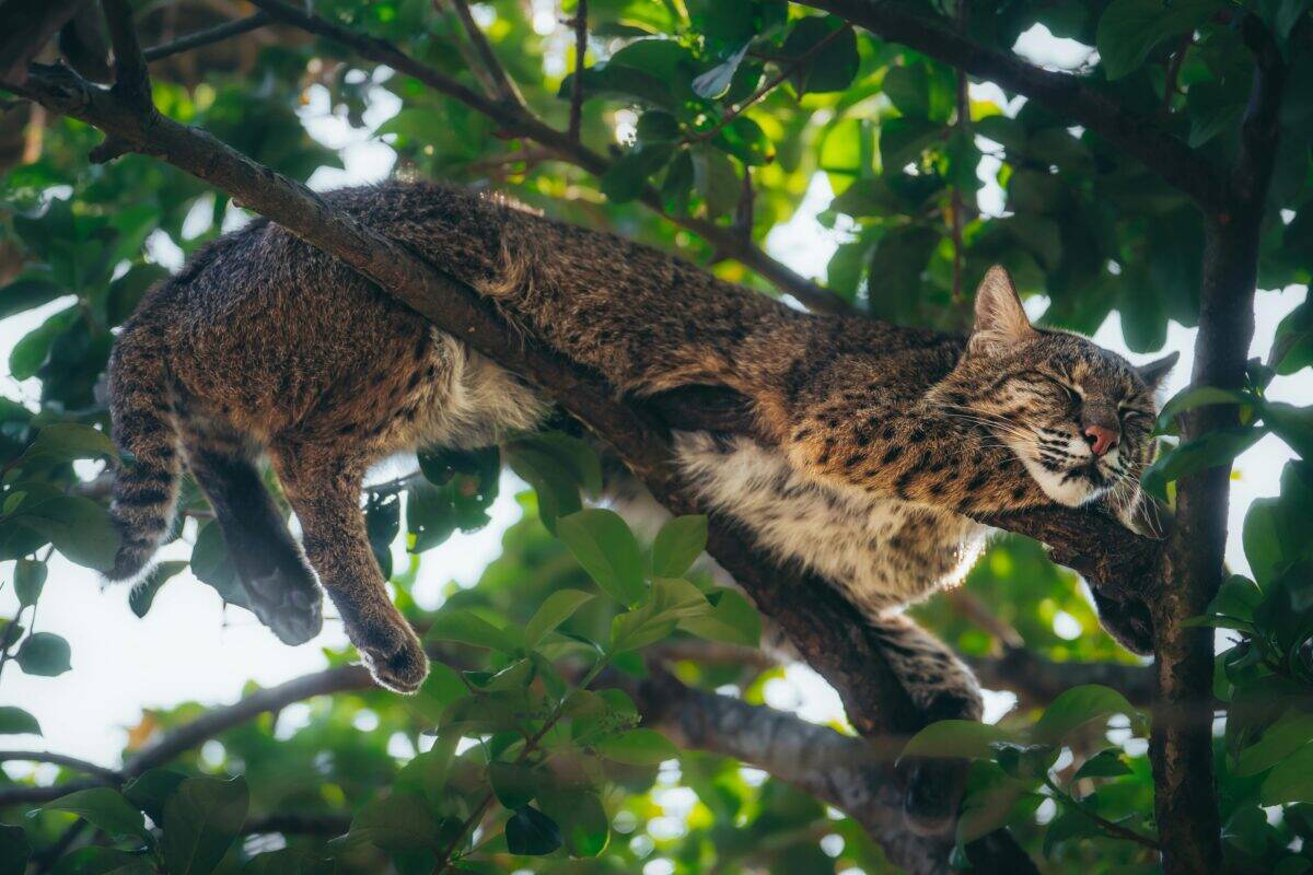 A bobcat sleeping soundly on a branch.