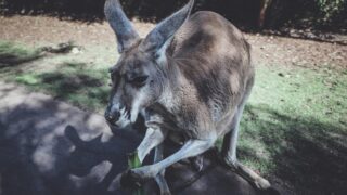 A kangaroo in defensive mode.
