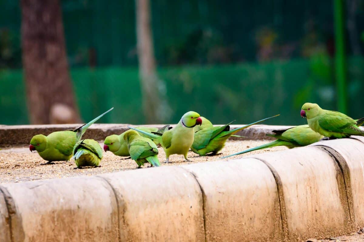 Parakeets enjoying their food together.