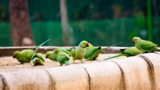 Parakeets enjoying their food together.