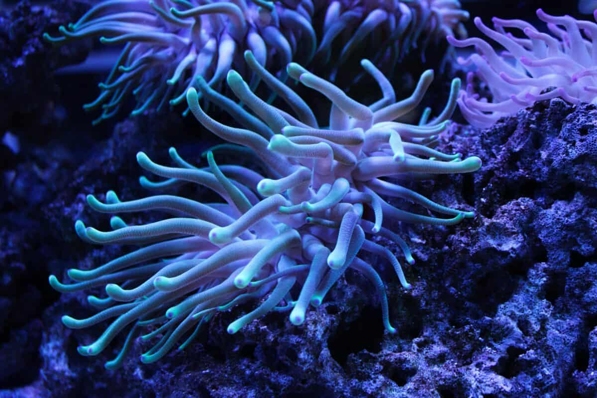 An underwater close-up photo of sea anemones.