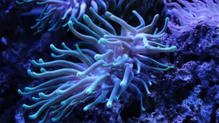 An underwater close-up photo of sea anemones.