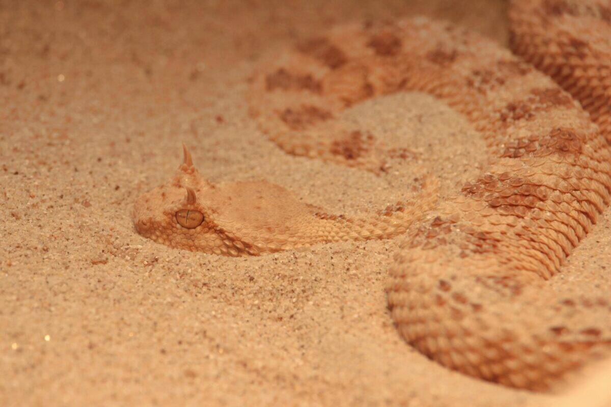 A snake trying to go beneath the sand.