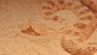 A snake trying to go beneath the sand.